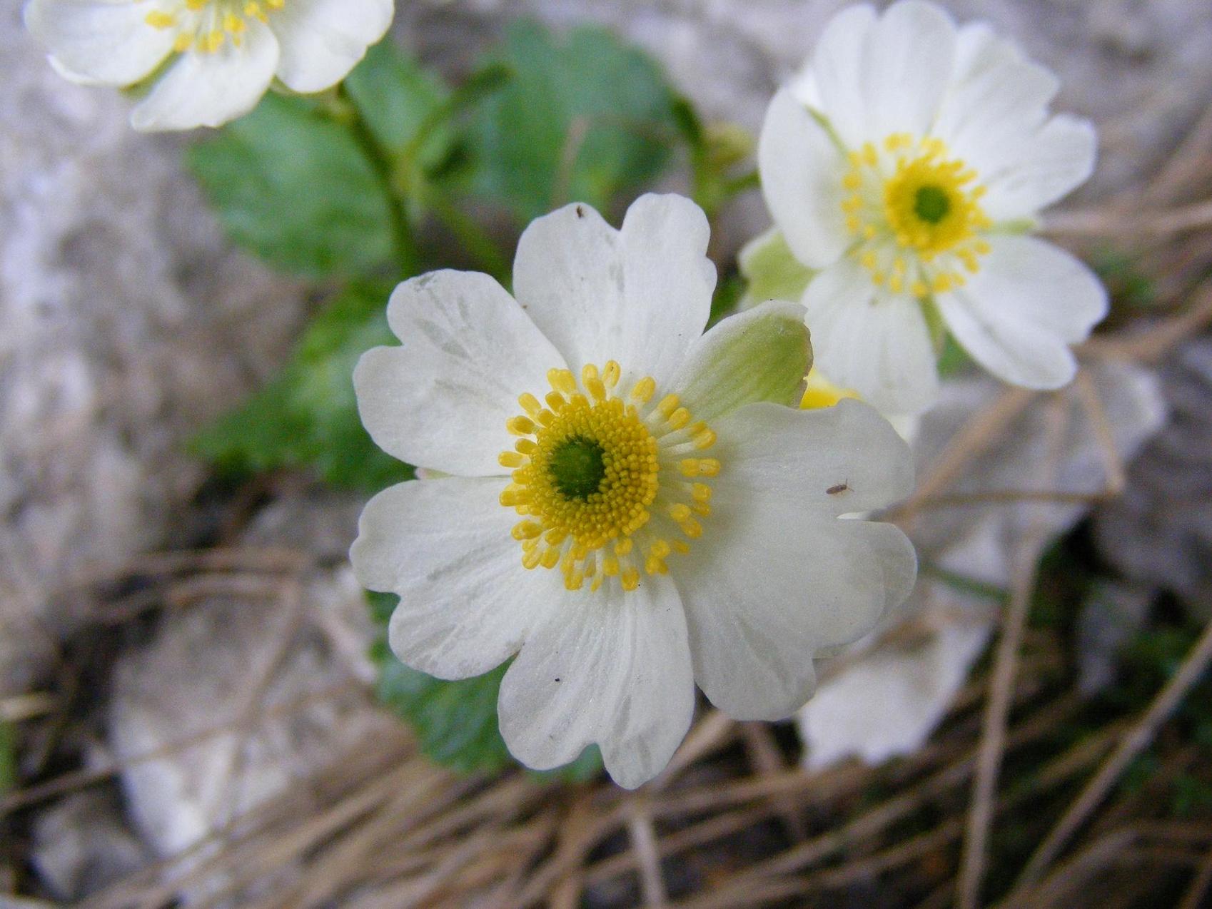 Ranunculus bilobus / Ranuncolo bilobo